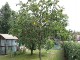 Garten 2017