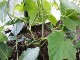 Garten 2017