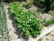 Garten 2017