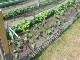 Garten 2017