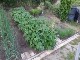 Garten 2017