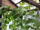 Garten 2017