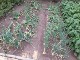 Garten 2017