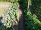 Garten 2017