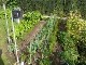 Garten 2017