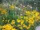 Garten 2017