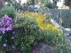 Garten 2017