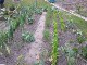 Garten 2017