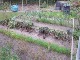 Garten 2017