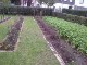 Garten 2017