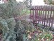Garten 2017