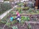 Garten 2017