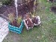 Garten 2017