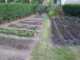 Garten 2018