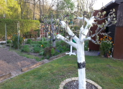 Garten 2019