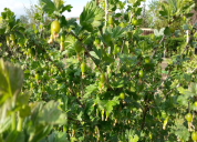 Garten 2019