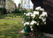 Garten 2019