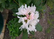 Garten 2019