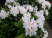 Garten 2019