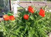 Garten 2019