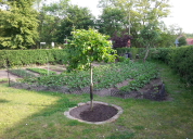 Garten 2019