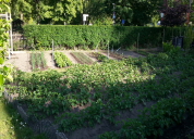 Garten 2019