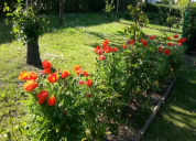 Garten 2019