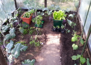 Garten 2019