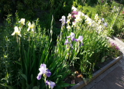 Garten 2019