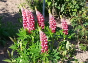 Garten 2019