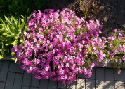 Garten 2019