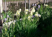 Garten 2019