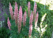 Garten 2019