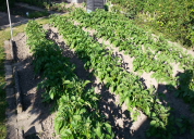 Garten 2019