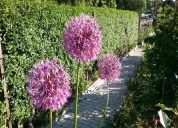 Garten 2019