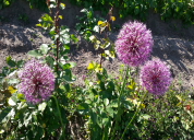 Garten 2019