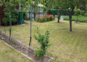 Garten 2019