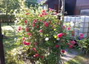Garten 2019