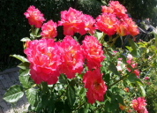 Garten 2019