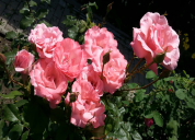 Garten 2019