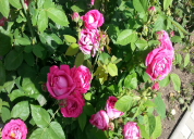 Garten 2019