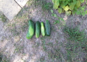 Garten 2019