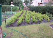 Garten 2019