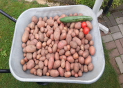 Garten 2019