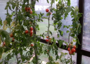 Garten 2019