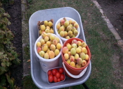 Garten 2019