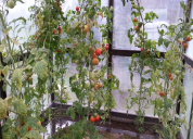 Garten 2019