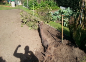 Garten 2019
