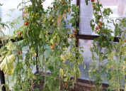 Garten 2019