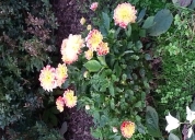 Garten 2019